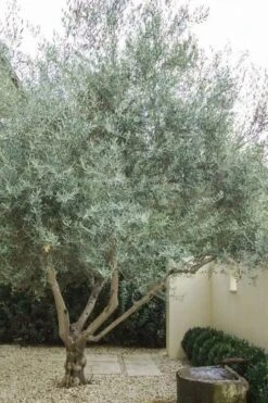 Arbequina Olive Tree - 7 Gallon Pot (4-5') -Garden Plants Shop olive tree arbequina 4 2