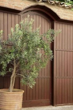 Arbequina Olive Tree - 7 Gallon Pot (4-5') -Garden Plants Shop olive tree arbequina 6 2