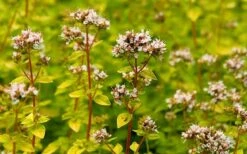 Golden Oregano - 6 Pack Of Pint Pots 13 Golden Oregano - 6 Pack Of Pint Pots -Garden Plants Shop oregano golden 2