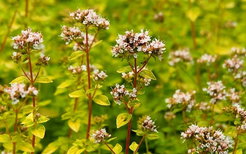 Golden Oregano - 6 Pack Of Pint Pots 8 Golden Oregano - 6 Pack Of Pint Pots - Image 6