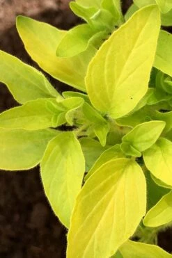 Golden Oregano - 6 Pack Of Pint Pots 12 Golden Oregano - 6 Pack Of Pint Pots -Garden Plants Shop oregano golden 6