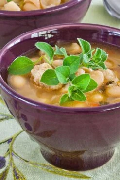 Hot & Spicy Oregano - 6 Pack Of Pint Pots -Garden Plants Shop oreganum hot and spicy oregano 1