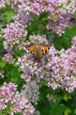 Hot & Spicy Oregano - 6 Pack Of Pint Pots -Garden Plants Shop oreganum hot and spicy oregano 7