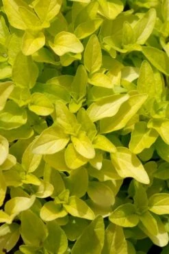 Golden Oregano - 6 Pack Of Pint Pots 11 Golden Oregano - 6 Pack Of Pint Pots -Garden Plants Shop origanum vulgare aurea golden oregano 10