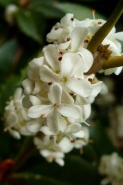 Fortune's Cold Hardy Tea Olive (Fragrant Osmanthus) - 3 Gallon Pot -Garden Plants Shop osmanthus fortunei fragrant tea olive 2 1