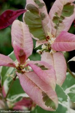 Pink Flush Variegated Tea Olive (Osmanthus Fragrans 'Yinbi Shuanghui') - 3 Gallon Pot -Garden Plants Shop osmanthus frangrans yinbi shuangui variegated tea olive 10 1