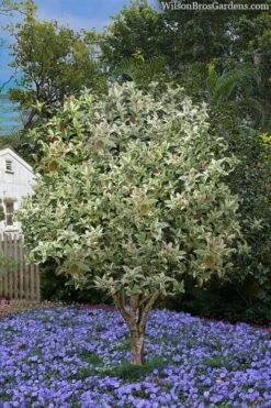 Pink Flush Variegated Tea Olive (Osmanthus Fragrans 'Yinbi Shuanghui') - 6 Pack Of Quart Pots -Garden Plants Shop osmanthus frangrans yinbi shuangui variegated tea olive 8 3