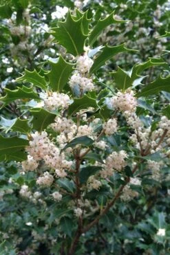 Gulftide Hardy Tea Olive (Osmanthus) - 1 Gallon Pot -Garden Plants Shop osmanthus heterophyllus gulftide tea olive false holly 10