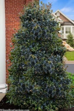 Gulftide Hardy Tea Olive (Osmanthus) - 1 Gallon Pot -Garden Plants Shop osmanthus heterophyllus gulftide tea olive false holly 5
