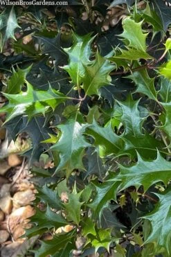 Gulftide Hardy Tea Olive (Osmanthus) - 1 Gallon Pot -Garden Plants Shop osmanthus heterophyllus gulftide tea olive false holly 6