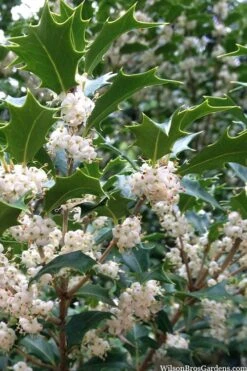 Gulftide Hardy Tea Olive (Osmanthus) - 1 Gallon Pot