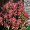 Party Lights Pink Flush Tea Olive - Osmanthus Heterophyllus - 6 Pack Of 1 Gallon Pots 1 Party Lights Pink Flush Tea Olive - Osmanthus Heterophyllus - 6 Pack Of 1 Gallon Pots -Garden Plants Shop osmanthus heterophyllus party lights tea olive 102