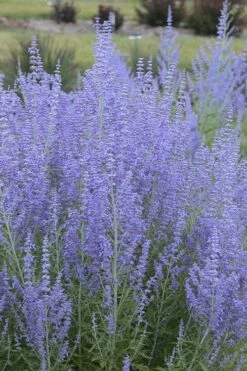 Blue Jean Baby Russian Sage (Perovskia) - 1 Gallon Pot -Garden Plants Shop perovskia atriplicifolia blue jean baby russian sage 1