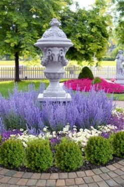 Blue Jean Baby Russian Sage (Perovskia) - 1 Gallon Pot -Garden Plants Shop perovskia atriplicifolia denim n lace russian sage 14 1