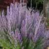 Sage Advice Russian Sage - 1 Gallon -Garden Plants Shop perovskia sage advice russian sage 105