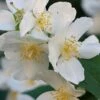 Sweet Mock Orange (Philadelphus Coronarius) - 3 Gallon Pot -Garden Plants Shop philadelphus coronarius mock orange 2