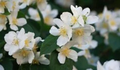 Sweet Mock Orange (Philadelphus Coronarius) - 3 Gallon Pot -Garden Plants Shop philadelphus coronarius mock orange 3