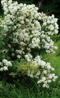 Sweet Mock Orange (Philadelphus Coronarius) - 3 Gallon Pot -Garden Plants Shop philadelphus coronarius mock orange 4