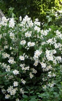 Sweet Mock Orange (Philadelphus Coronarius) - 3 Gallon Pot -Garden Plants Shop philadelphus coronarius mock orange 5