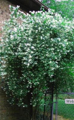 Sweet Mock Orange (Philadelphus Coronarius) - 3 Gallon Pot -Garden Plants Shop philadelphus coronarius mock orange 6