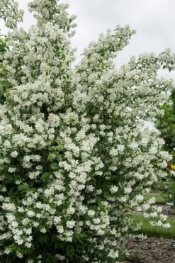 Blizzard Mock Orange (Philadelphus) - 5 Gallon Pot -Garden Plants Shop philadelphus lewisii blizzard mock orange 2
