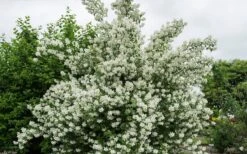 Blizzard Mock Orange (Philadelphus) - 5 Gallon Pot -Garden Plants Shop philadelphus lewisii blizzard mock orange 3