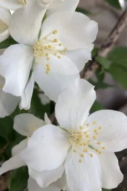 Blizzard Mock Orange (Philadelphus) - 5 Gallon Pot -Garden Plants Shop philadelphus lewisii blizzard mock orange 5