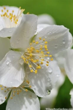 Blizzard Mock Orange (Philadelphus) - 5 Gallon Pot -Garden Plants Shop philadelphus lewisii blizzard mock orange 6