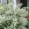 Blizzard Mock Orange (Philadelphus) - 5 Gallon Pot -Garden Plants Shop philadelphus lewisii blizzard mock orange 8