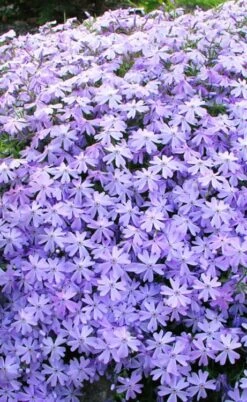 Blue Creeping Phlox - 1 Gallon Pot -Garden Plants Shop phlox subulata blue creeping 1