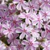 Candy Stripe Creeping Phlox - 5 Pack Of Pint Pots -Garden Plants Shop phlox subulata candy stripe creeping 25