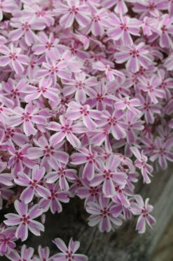 Candy Stripe Creeping Phlox - 5 Pack Of Pint Pots -Garden Plants Shop phlox subulata candy stripe creeping 27
