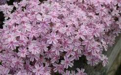 Candy Stripe Creeping Phlox - 5 Pack Of Pint Pots -Garden Plants Shop phlox subulata candy stripe creeping 29