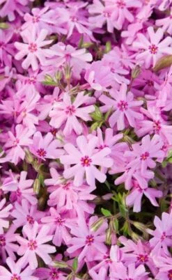 Pink Creeping Phlox - 18 Pack Of Pint Pots 10 Pink Creeping Phlox - 18 Pack Of Pint Pots -Garden Plants Shop phlox subulata pink creeping 1