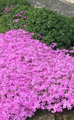Pink Creeping Phlox - 18 Pack Of Pint Pots 11 Pink Creeping Phlox - 18 Pack Of Pint Pots -Garden Plants Shop phlox subulata pink creeping 2