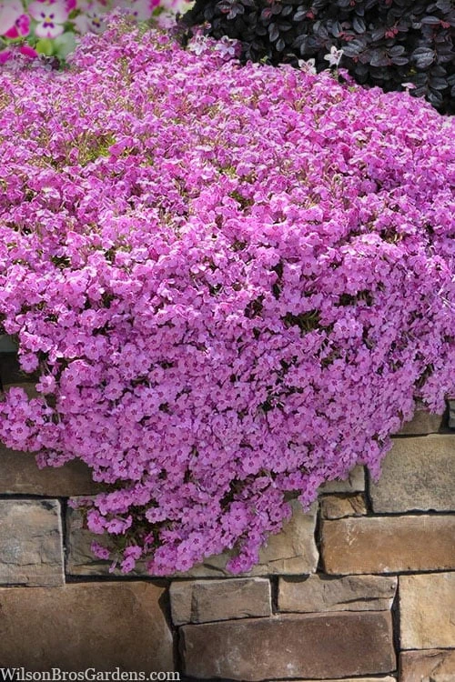 Pink Creeping Phlox - 18 Pack Of Pint Pots 3 Pink Creeping Phlox - 18 Pack Of Pint Pots