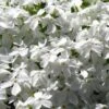 White Creeping Phlox - 1 Gallon Pot