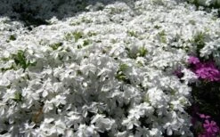 White Creeping Phlox - 6 Pack Of 1 Gallon Pots -Garden Plants Shop phlox subulata white 2 1