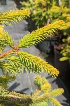 Gold Drift Weeping Norway Spruce (Picea Abies) - 2 Gallon Pot -Garden Plants Shop picea abies gold drift norway spruce 3