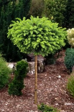 Little Gem Dwarf Norway Spruce Tree (Single Trunk) - 2 Gallon Pot 10 Little Gem Dwarf Norway Spruce Tree (Single Trunk) - 2 Gallon Pot -Garden Plants Shop picea abies little gem dwarf norway spruce tree 1