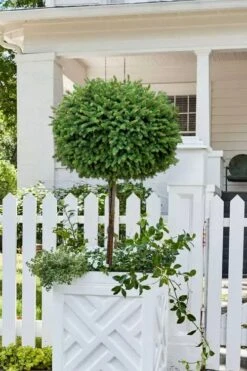 Little Gem Dwarf Norway Spruce Tree (Single Trunk) - 2 Gallon Pot 11 Little Gem Dwarf Norway Spruce Tree (Single Trunk) - 2 Gallon Pot -Garden Plants Shop picea abies little gem dwarf norway spruce tree 5