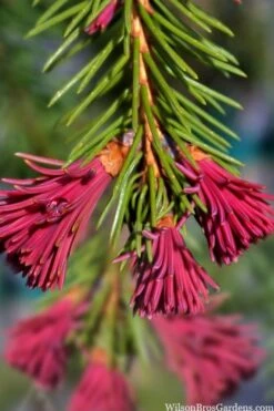 Red Tipped Norway Spruce (Picea Abies 'Rubra Spicata') - 6 Gallon Pot -Garden Plants Shop picea abies rubra spicata red tip norway spruce 6
