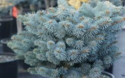 Dwarf Globe Blue Spruce Topiary Tree (Picea Pungens 'Globosa') - 5 Gallon Pot -Garden Plants Shop picea pungens globosa dwarf globe blue spruce 2