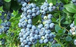 Brightwell Rabbiteye Blueberry - 7 Gallon Pot -Garden Plants Shop picture 6424 brightwell rabbiteye blueberry