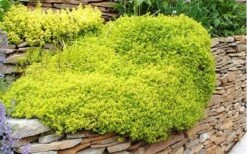 Archers Gold Lemon Thyme - Thymus Citriodorus - 10 Pack Of Pint Pots -Garden Plants Shop picture 8232 archers gold thyme