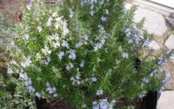 Tuscan Blue Rosemary - 5 Pack Of Quart Pots -Garden Plants Shop picture 8376 tuscan blue rosemary