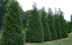 Green Giant Arborvitae - 1 Gallon Pot -Garden Plants Shop picture arborvitae green giant 2 1