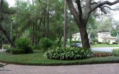 Asian Jasmine - Asiatic Jasmine - 18 Count Flat Of Pint Pots 14 Asian Jasmine - Asiatic Jasmine - 18 Count Flat Of Pint Pots -Garden Plants Shop picture asian jasmine 8 1