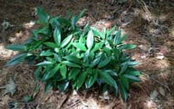 Dwarf Green Aucuba - Japanese Laurel - 3 Gallon Pot -Garden Plants Shop picture aucuba dwarf green shrub