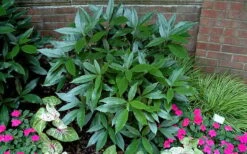 Sawtoothed Aucuba Serratifolia - 3 Gallon Pot -Garden Plants Shop picture aucuba sawtoothed